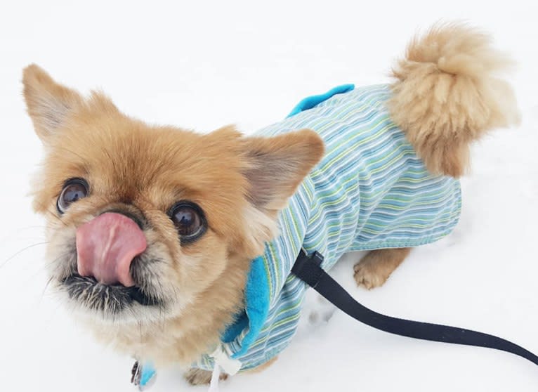 Ernest, a Pekingese tested with EmbarkVet.com