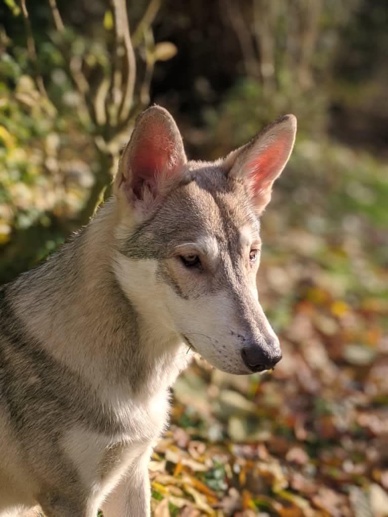 Nevada, a Saarloos Wolfdog tested with EmbarkVet.com