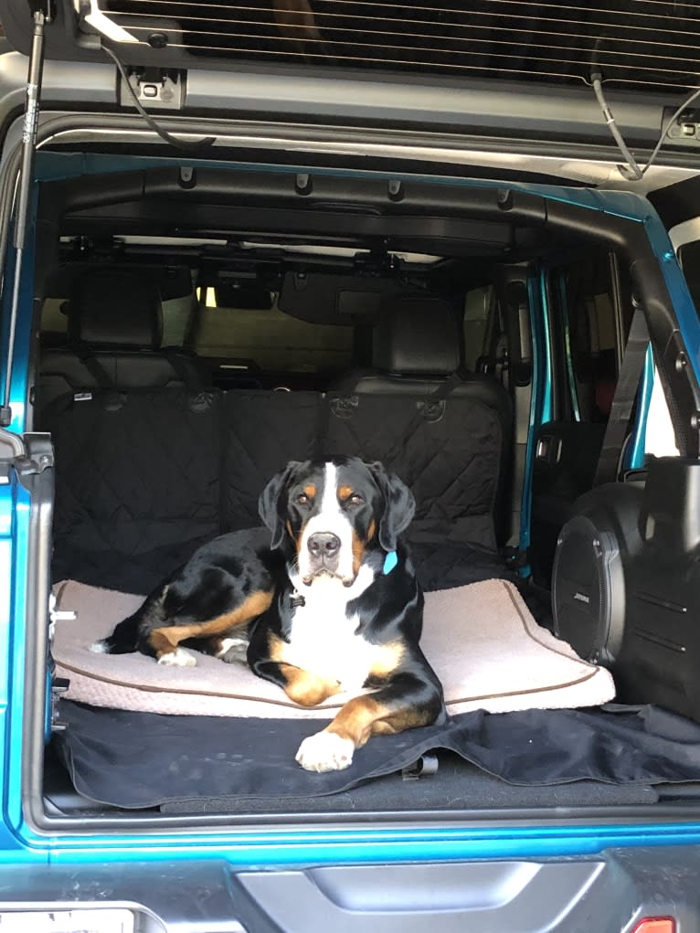Bruno, a Greater Swiss Mountain Dog tested with EmbarkVet.com