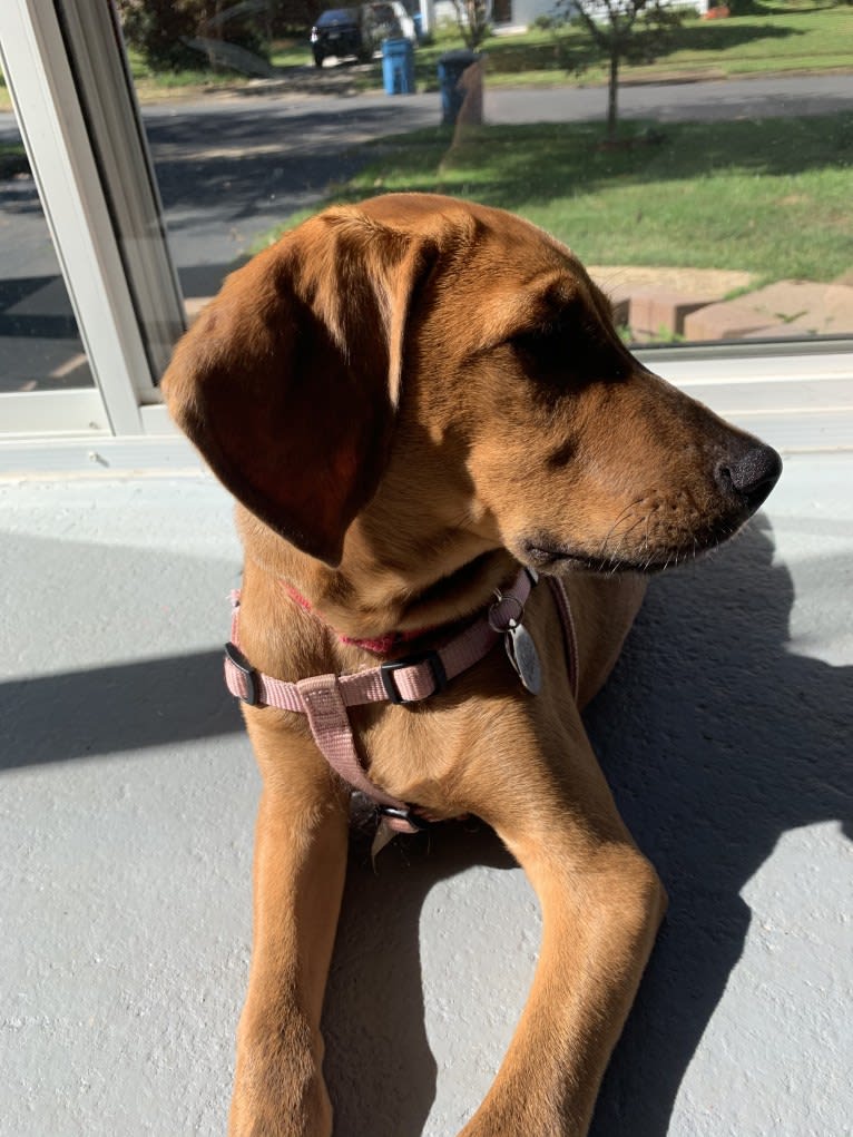 Julie, a Redbone Coonhound and Plott mix tested with EmbarkVet.com