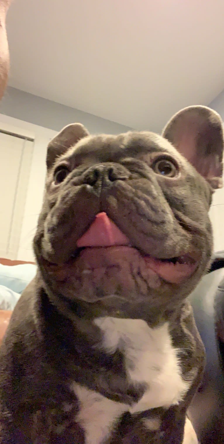 Nardo, a French Bulldog tested with EmbarkVet.com