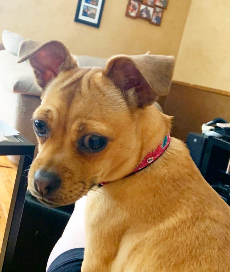 Chibi, a Chihuahua and Pug mix tested with EmbarkVet.com