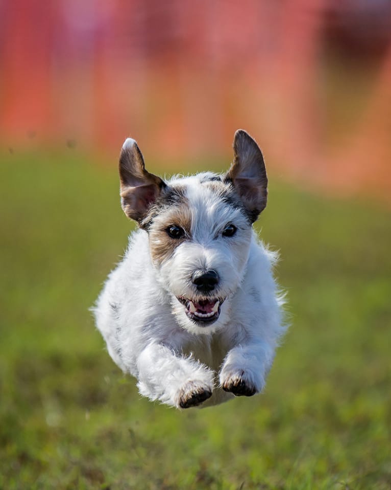 Ghost, a Russell-type Terrier tested with EmbarkVet.com