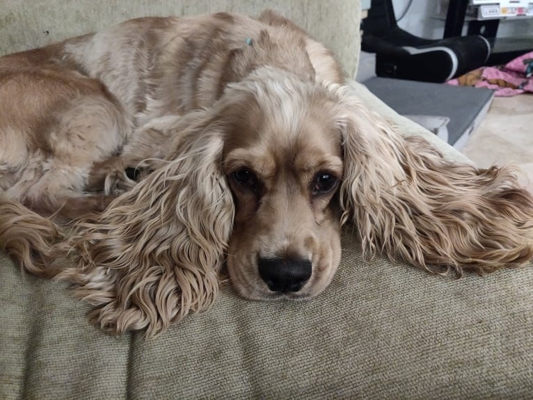 Linus, a Cocker Spaniel and English Cocker Spaniel mix tested with EmbarkVet.com