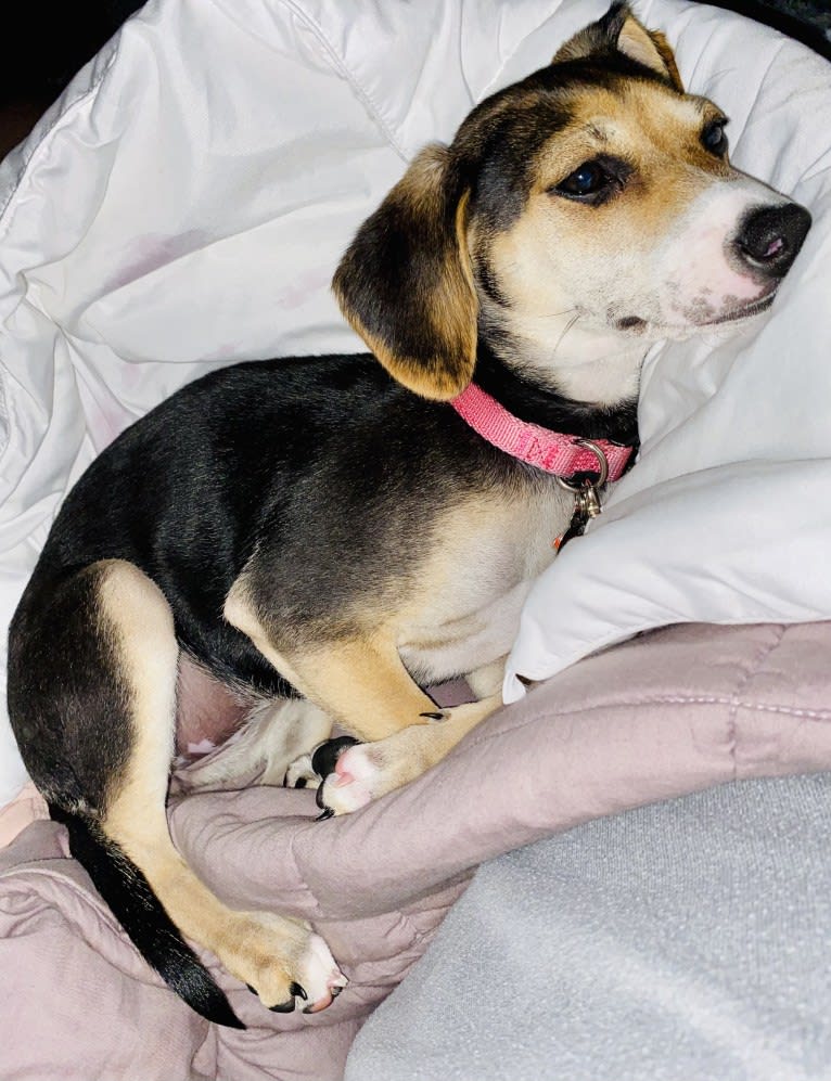 Star, a Beagle and Chihuahua mix tested with EmbarkVet.com