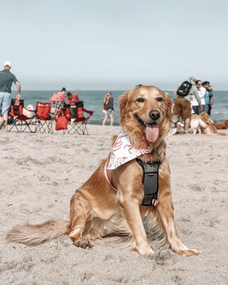 Marley, a Golden Retriever tested with EmbarkVet.com