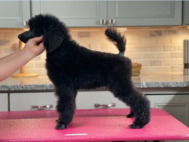 Luna, a Poodle (Standard) tested with EmbarkVet.com