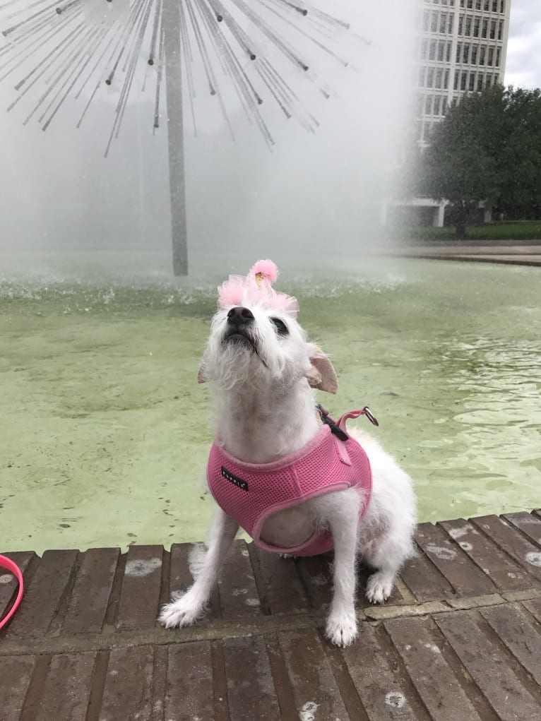 Coleen, a Rat Terrier and Poodle (Small) mix tested with EmbarkVet.com