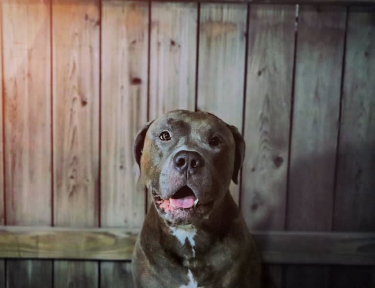 Left Brain, an American Bully and American Bulldog mix tested with EmbarkVet.com