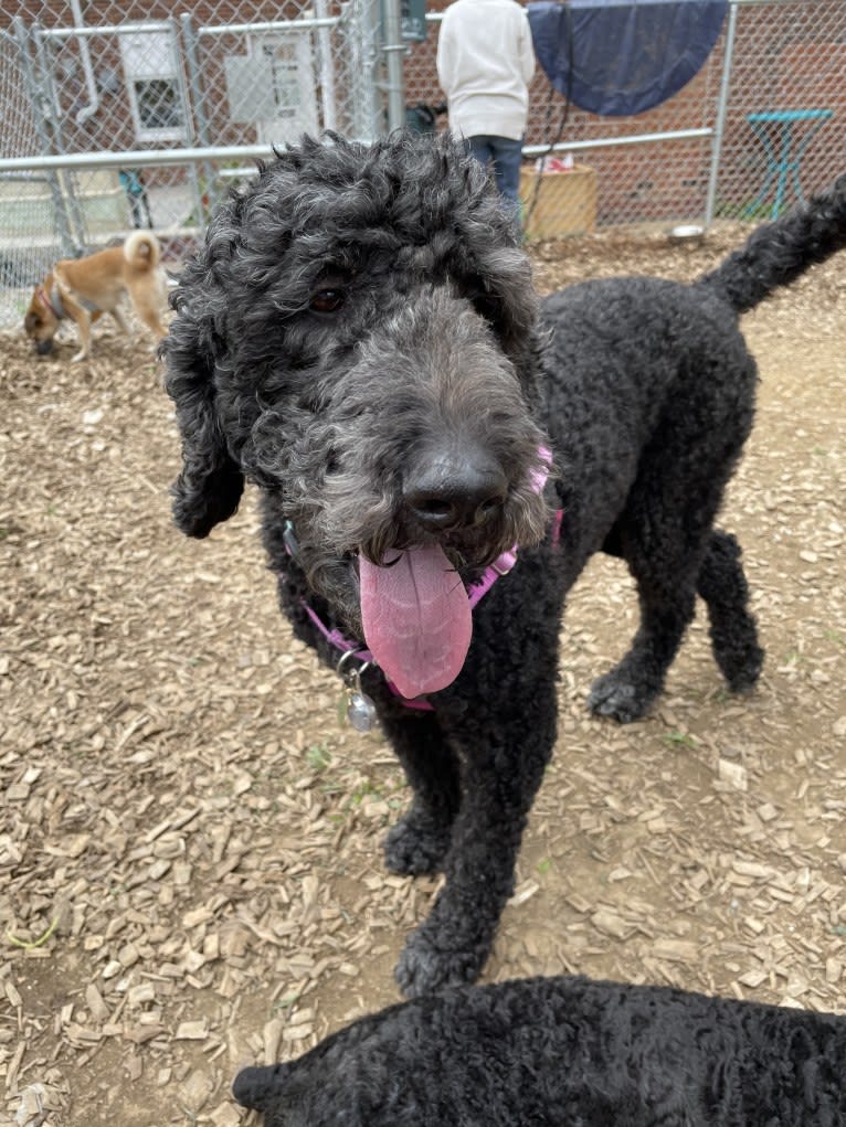 Sasha, a Poodle (Standard) tested with EmbarkVet.com