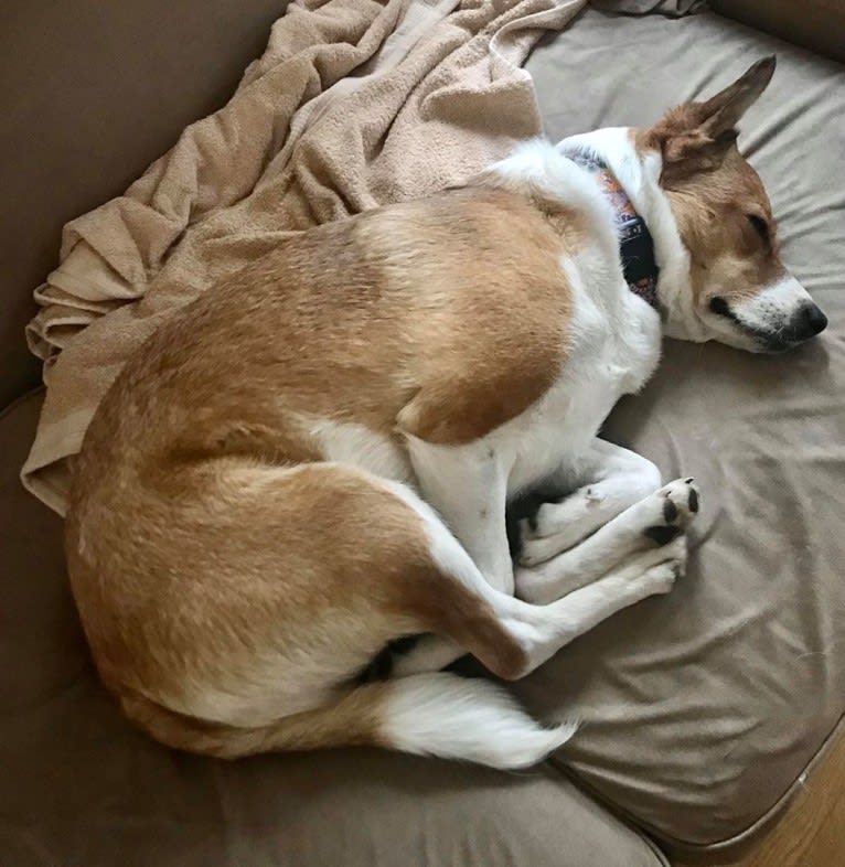 Mabel, an Australian Cattle Dog and Chow Chow mix tested with EmbarkVet.com