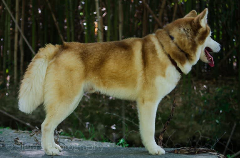 Buck, a Siberian Husky tested with EmbarkVet.com