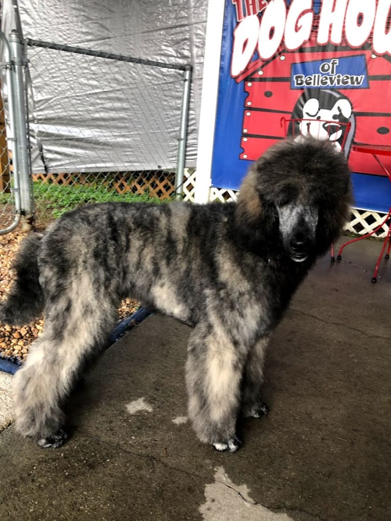 Todd, a Poodle (Standard) tested with EmbarkVet.com