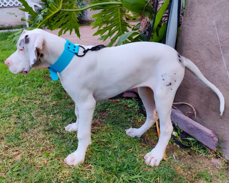 Urso, a Great Dane tested with EmbarkVet.com