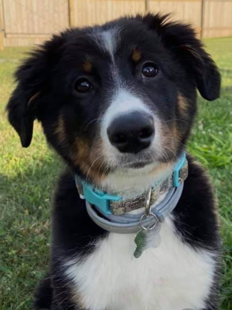 Rex, an Australian Shepherd and English Shepherd mix tested with EmbarkVet.com