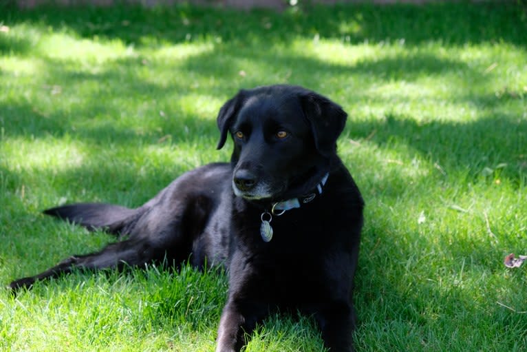 Riley, a Weimaraner and Labrador Retriever mix tested with EmbarkVet.com