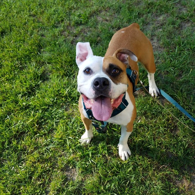 Milo, an American Bully and Bulldog mix tested with EmbarkVet.com