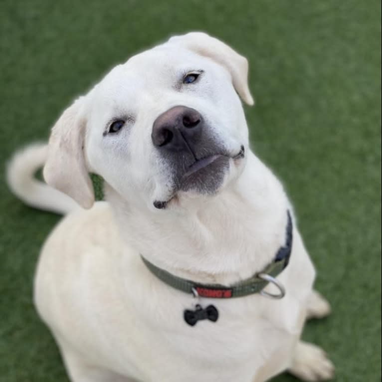 Kronk, a Great Pyrenees and American Pit Bull Terrier mix tested with EmbarkVet.com