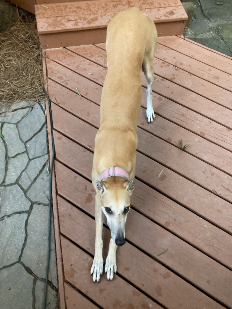 Rosie, a Greyhound tested with EmbarkVet.com