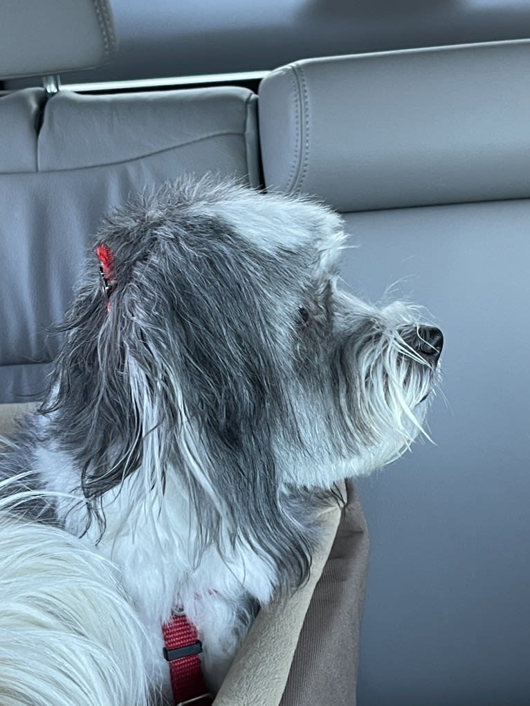 Winham’s “DollyBelle” of Rocky Mountain Cotons, a Coton de Tulear tested with EmbarkVet.com