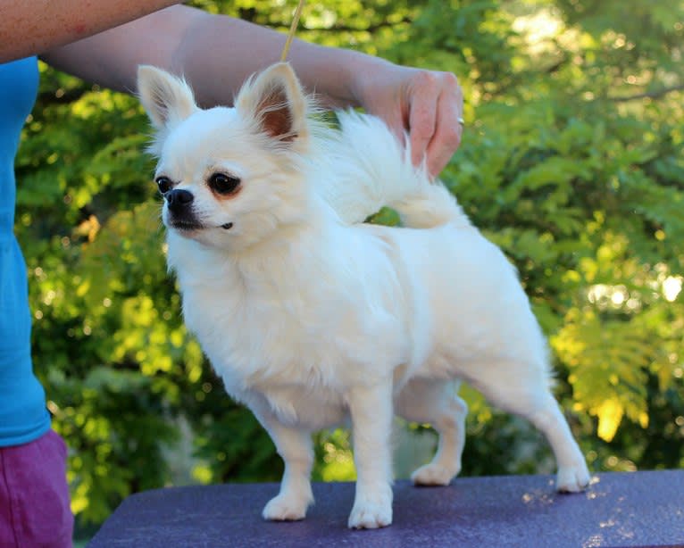 Breeze, a Chihuahua tested with EmbarkVet.com