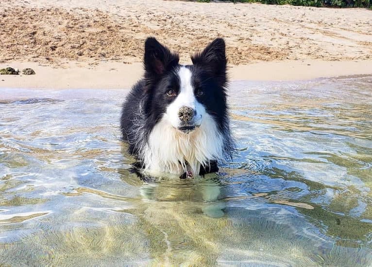 Kida, a Border Collie tested with EmbarkVet.com