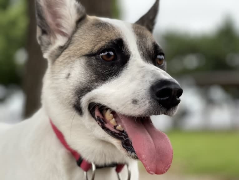 LEO, a Japanese or Korean Village Dog tested with EmbarkVet.com