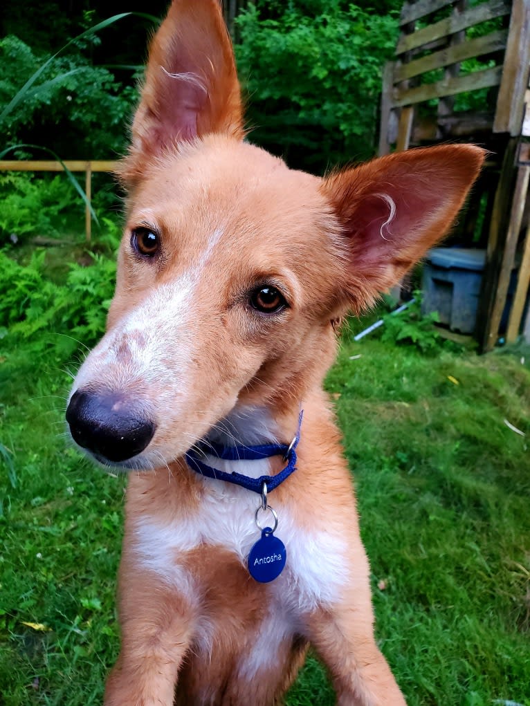 Antosha, an Arabian Village Dog tested with EmbarkVet.com