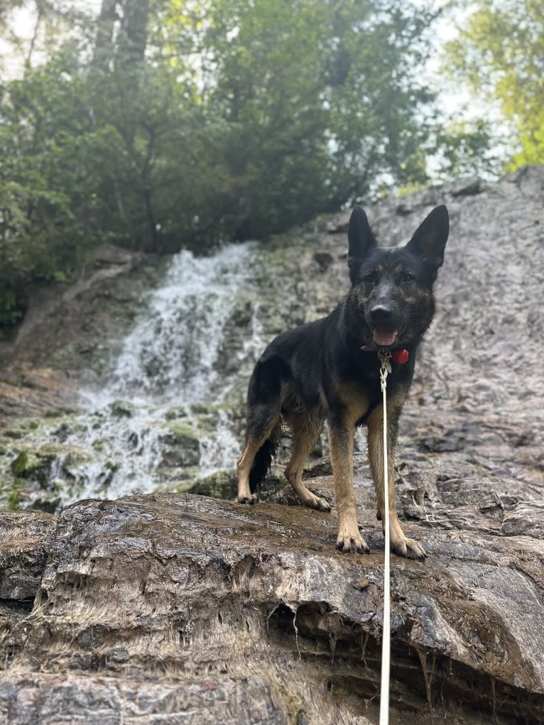 Dino, a German Shepherd Dog tested with EmbarkVet.com