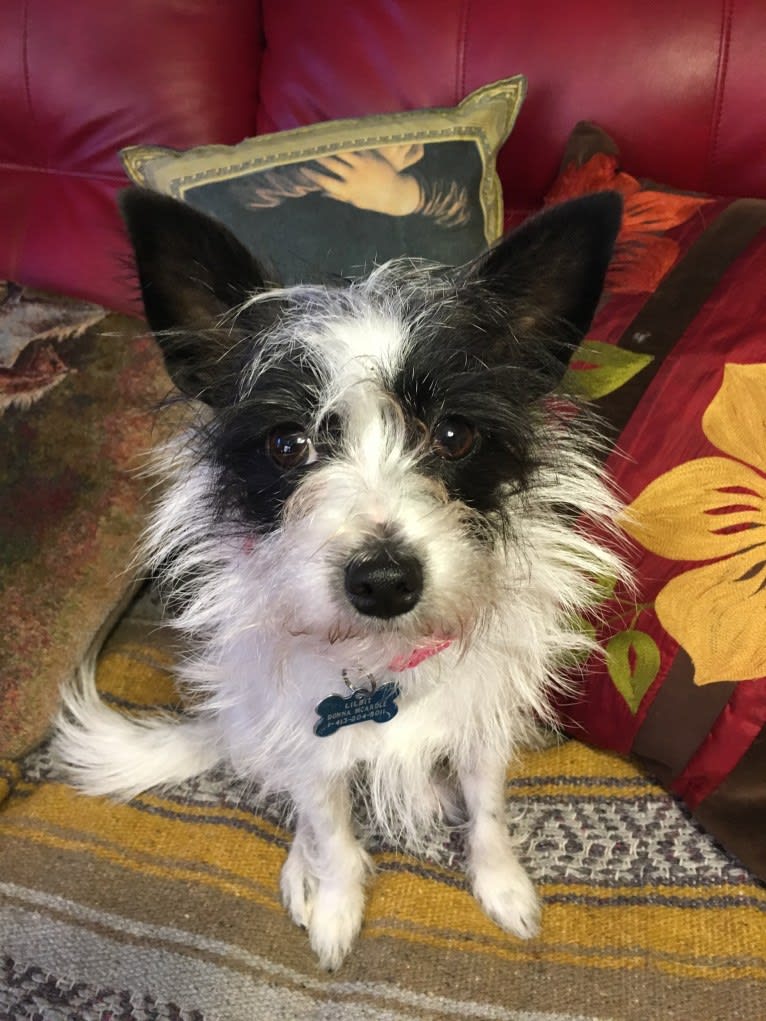 Photo of Lilbit, a Chihuahua, Poodle (Small), and Russell-type Terrier mix