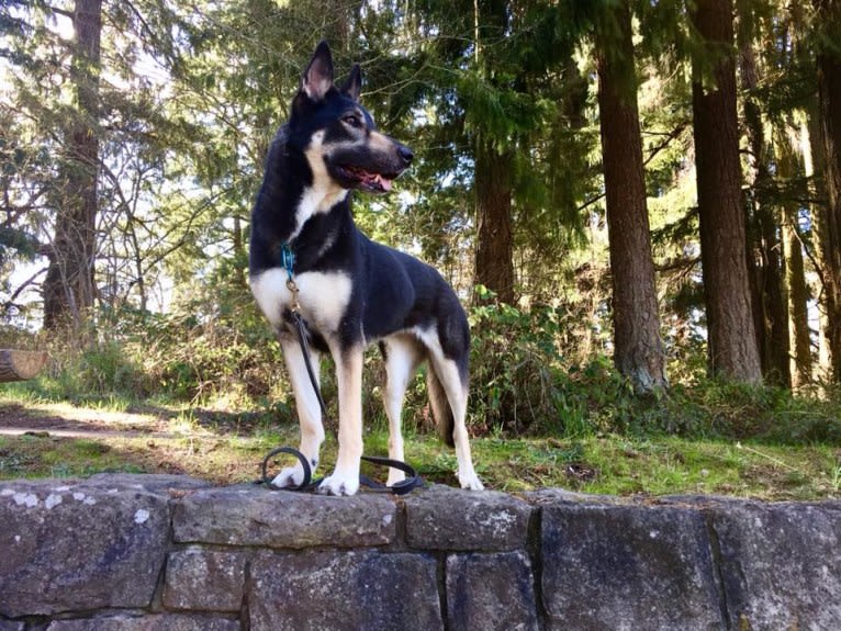 Kavik, a German Shepherd Dog and Siberian Husky mix tested with EmbarkVet.com