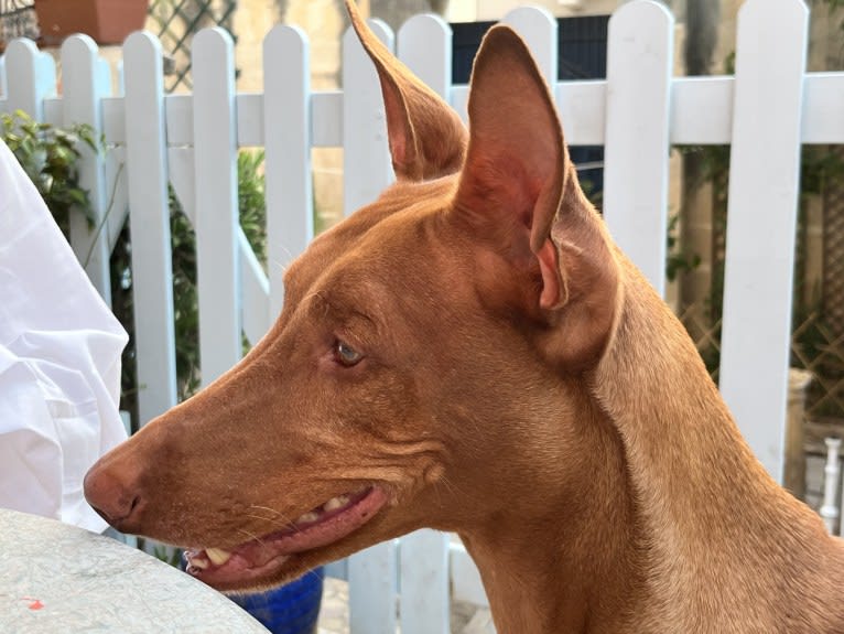 Guzi, a Pharaoh Hound tested with EmbarkVet.com