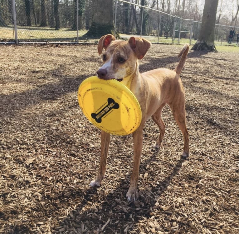 Dodger, a Mountain Cur tested with EmbarkVet.com