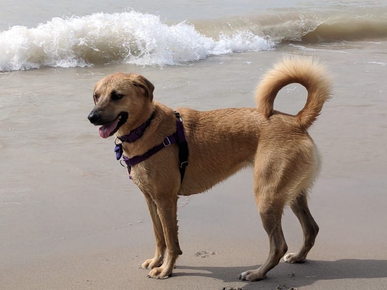 Willow, a Rottweiler and Dachshund mix tested with EmbarkVet.com