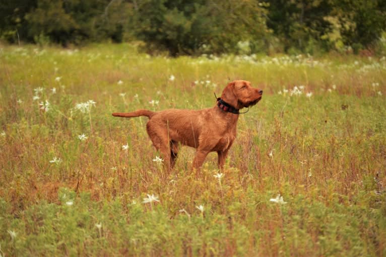 Janós, a Wirehaired Vizsla tested with EmbarkVet.com