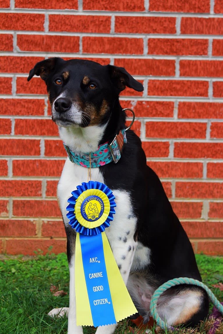 Gypsy, a Siberian Husky and American Pit Bull Terrier mix tested with EmbarkVet.com