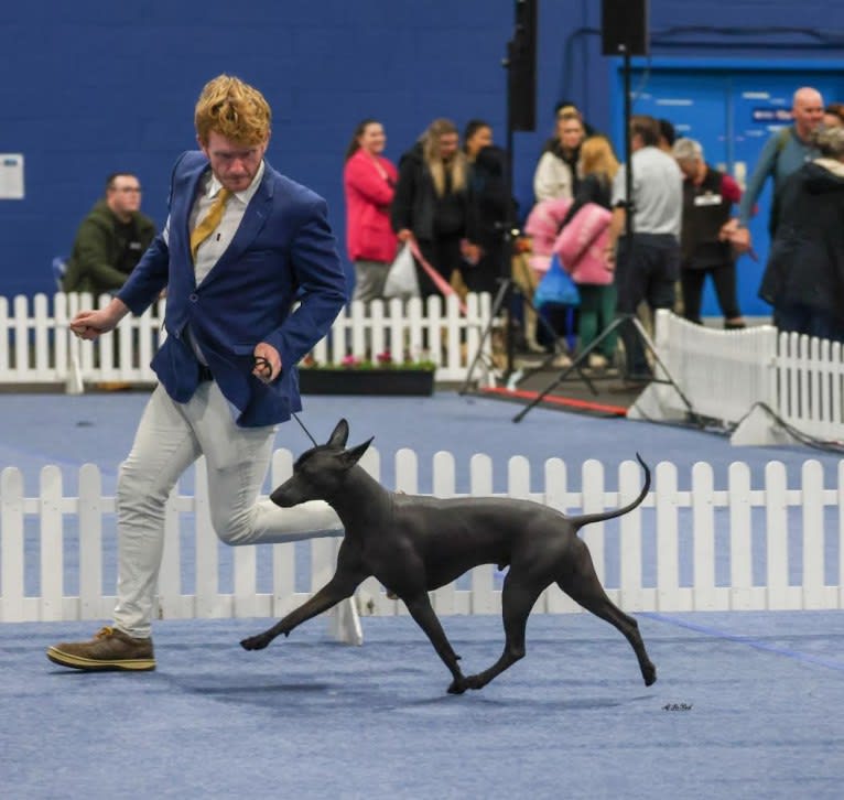 Mr T, a Xoloitzcuintli tested with EmbarkVet.com