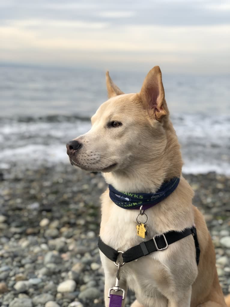 Koda, an American Pit Bull Terrier and Alaskan Malamute mix tested with EmbarkVet.com