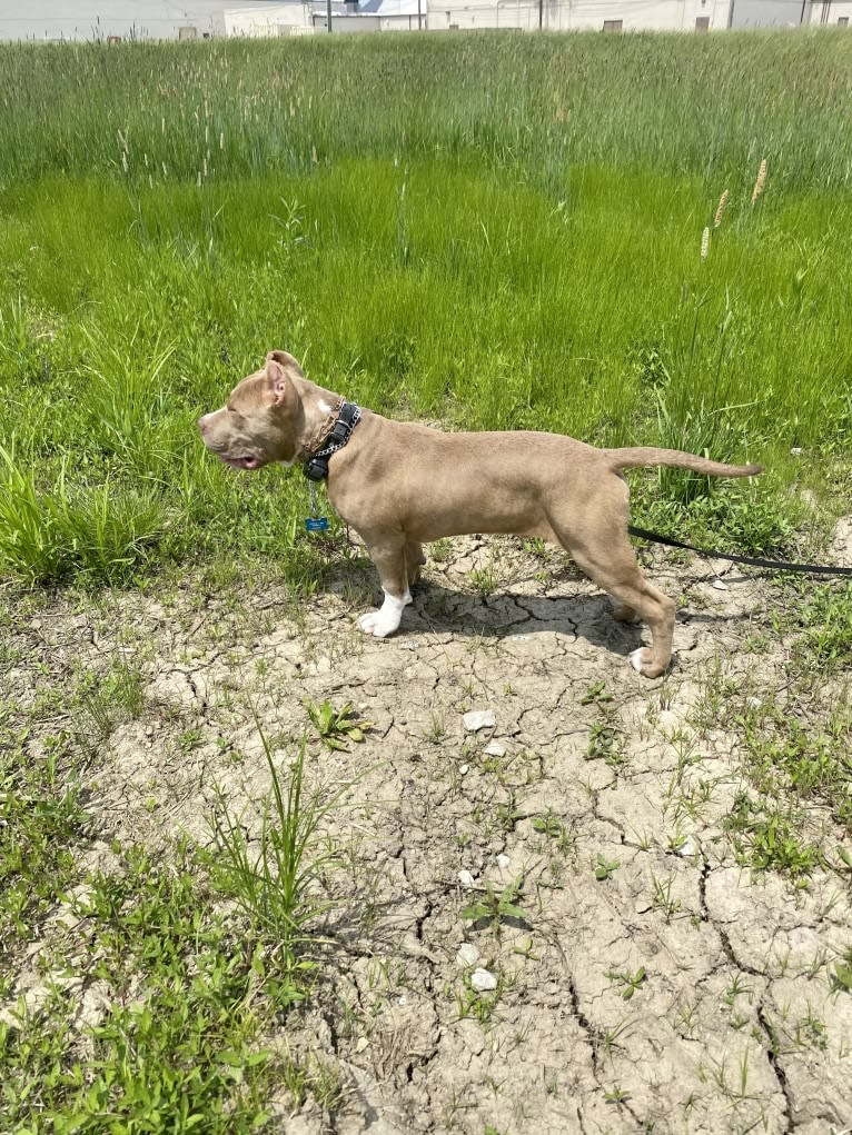 Lucci, an American Bully tested with EmbarkVet.com