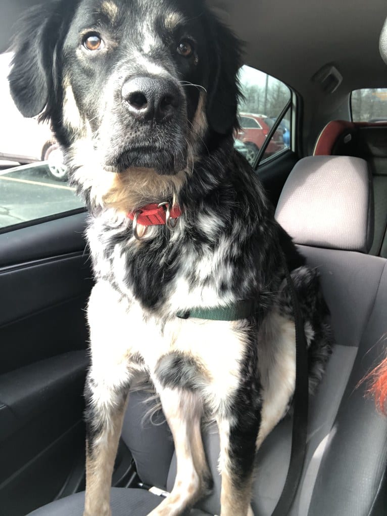 Archie, a Border Collie and Great Pyrenees mix tested with EmbarkVet.com