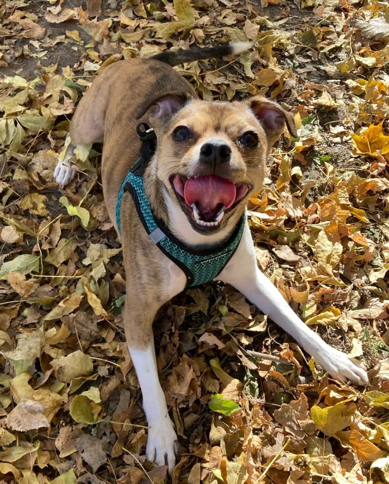 Penelope, a Boston Terrier and Chihuahua mix tested with EmbarkVet.com