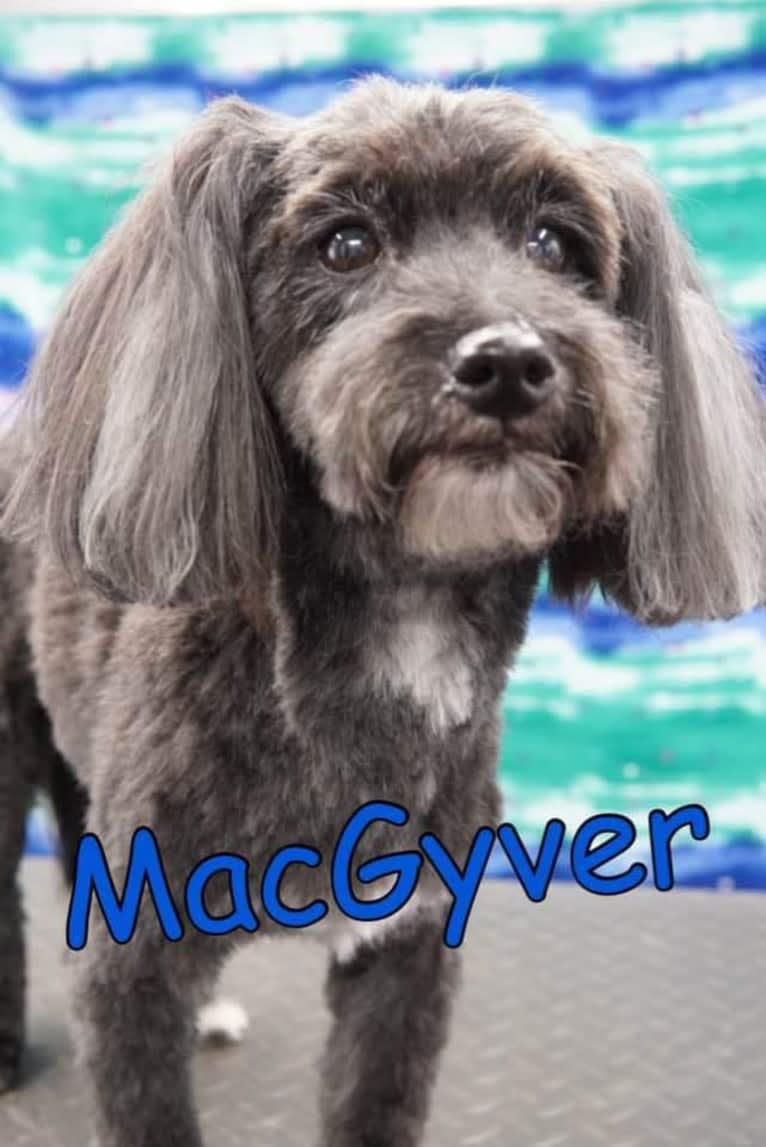 MacGyver, a Havapoo (18.2% unresolved) tested with EmbarkVet.com