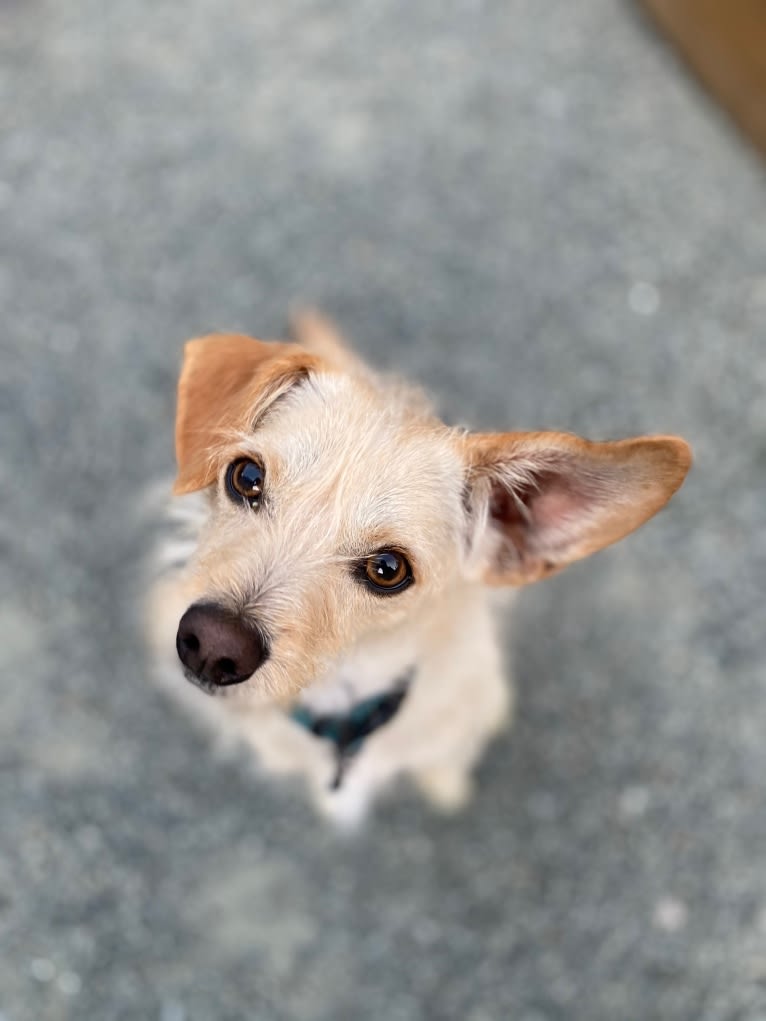 Bailey, a Chihuahua and Bichon Frise mix tested with EmbarkVet.com