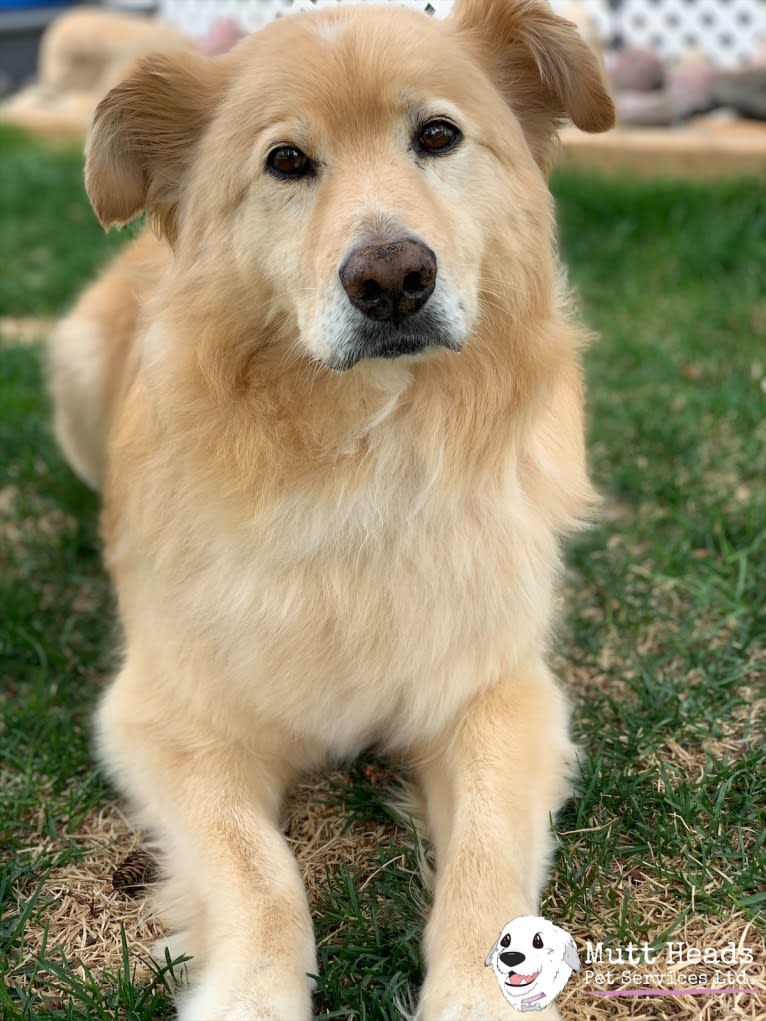 Hobbs, a German Shepherd Dog and Poodle (Small) mix tested with EmbarkVet.com