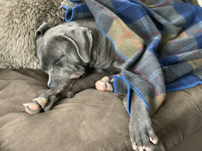Hana, a Cane Corso tested with EmbarkVet.com