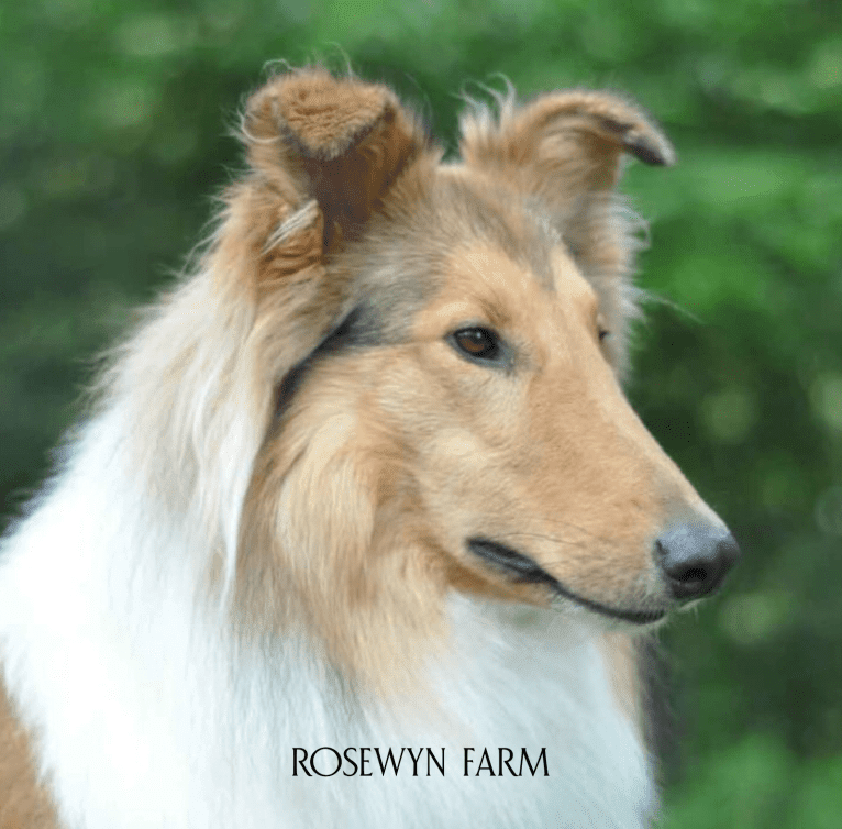 Andy, a Collie (Scottish-Type) tested with EmbarkVet.com