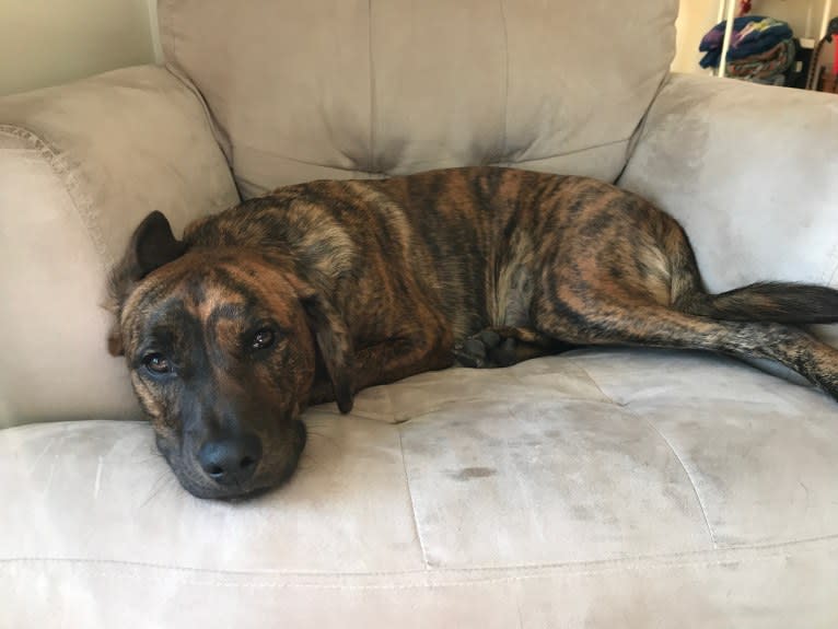 Moagly, a Labrador Retriever and American Pit Bull Terrier mix tested with EmbarkVet.com
