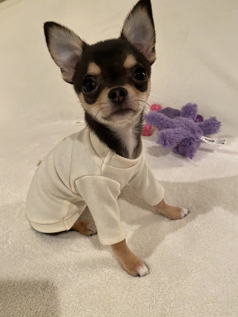 Alli-Mae, a Chihuahua tested with EmbarkVet.com