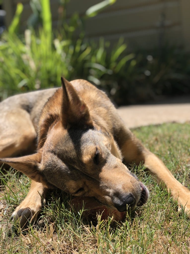 Ranga, a German Shepherd Dog and Shetland Sheepdog mix tested with EmbarkVet.com