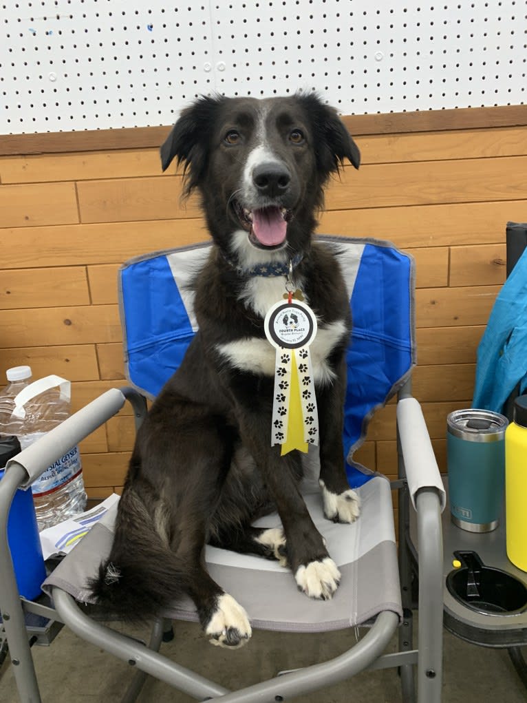 Jane, an English Shepherd tested with EmbarkVet.com